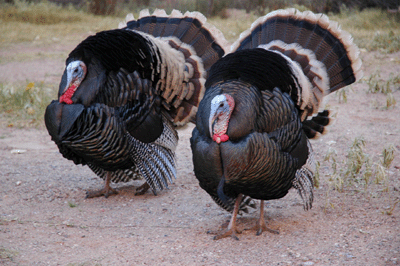 The Phantom Ranch Turkeys
