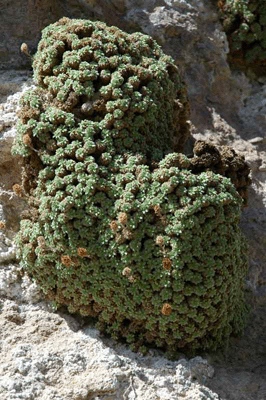 Moss growing on inner canyon wall
