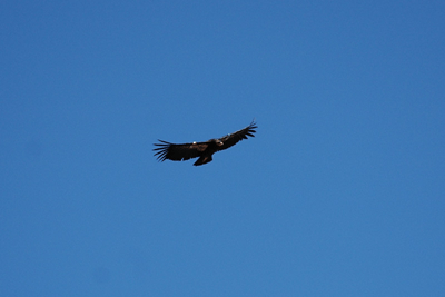 California Condor soaring over Cedar Ridge