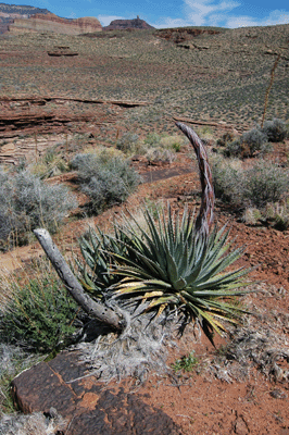 A recently sprouted Utah Agave