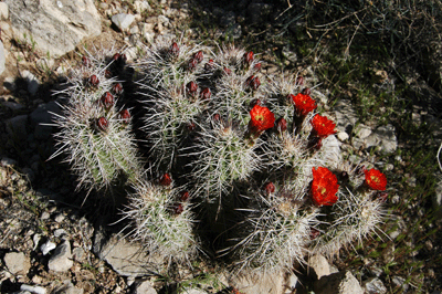 Blooming cactus on the Tonto