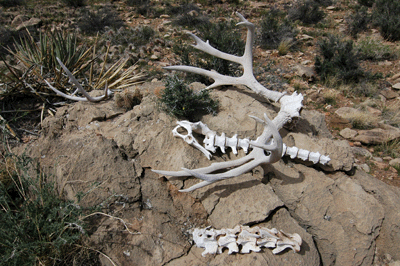 Skeletal remains of a mule deer