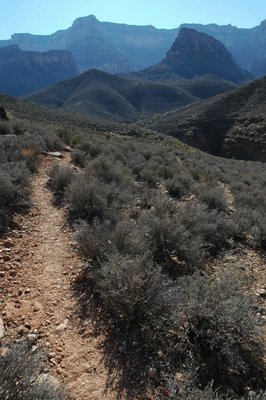 The Tonto trail reaches deep into Grapevine Canyon