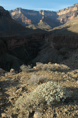A last look back through Grapevine Canyon toward the South Rim