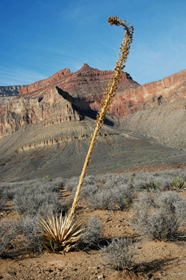 A Grand Canyon agave stalk