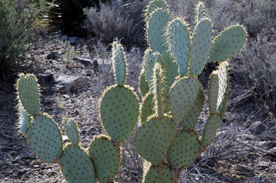 A beavertail cactus along the Tonto trail in Boulder Canyon
