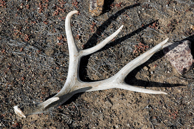 A mule deer antler along the Tonto trail