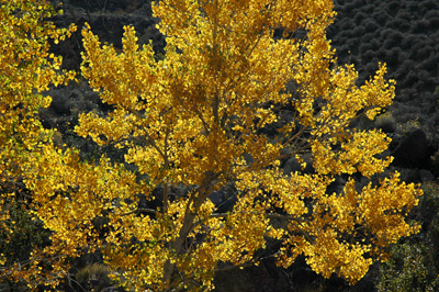 Fall color in Grand Canyon