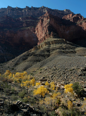 The Pipe Spring oasis shining golden below Mather Point