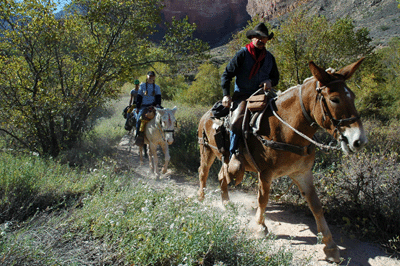 Waiting for a mule train to pass on the Bright Angel trail just outside Indian Garden