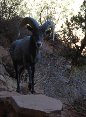 The cherry on the cake of my hike: a Grand Canyon bighorn strolls past on Bright Angel trail