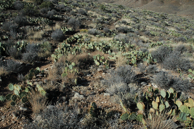 It's careful hiking through this field of beavertail cactus