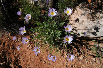 Blooming silvery daisy in Slate Canyon