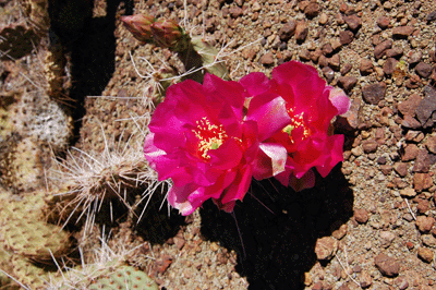 Hedgehog cactus blooming on the Tonto plateau