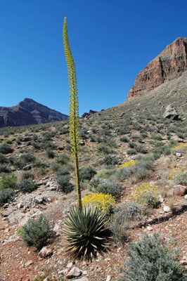A Utah Agave stalk stretches towards the sky