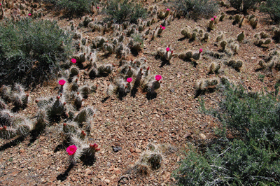 A hedgehog cactus field in bloom along the Tonto Trail