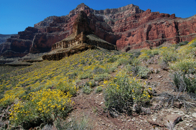 Blooming brittlebush adorn the landscape on the north rim of Ruby Canyon