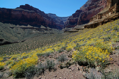 Blooming brittlebush adorn the Tonto in Ruby Canyon