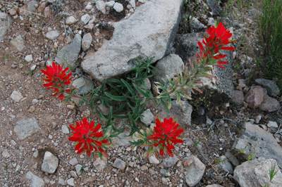 Indian Paintbrush in bloom along the Boucher Trail