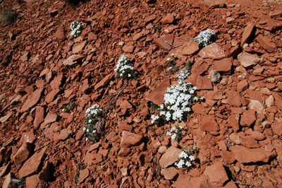 Scattered clumps of phlox in the Supai