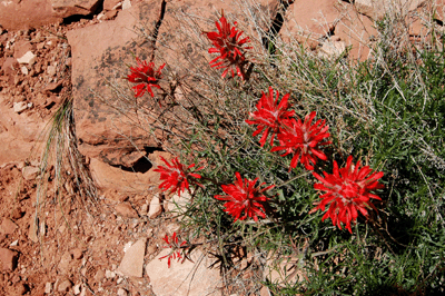 Indian Paintbrush on the Dripping Springs Trail