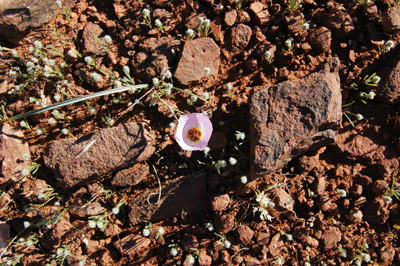 A Mariposa Lily blooming on the Tonto