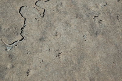 Fossilized dinosaur footprints in the Coconino