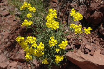 Yellow flower along the Hermit Trail
