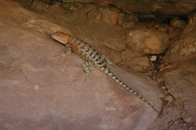 Desert Collared Lizard at Hermit Creek campsite