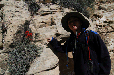 Matthew spies a clump of Indian Paintbrush