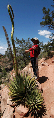 Matthew stands next to a sprouting agave stalk