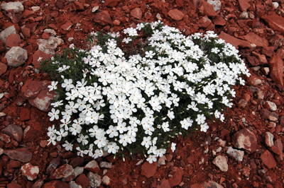 Blooming desert phlox on the Grandview Trail