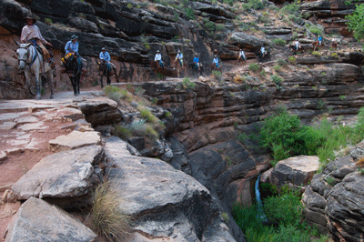 A mule train follows Garden Creek through the Tapeats on Bright Angel trail