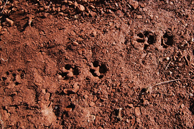 Animal tracks along the Ranger trail