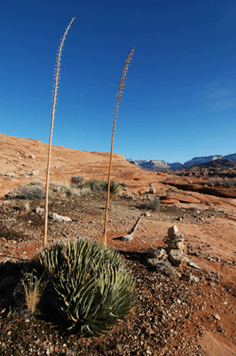 Sprouting agave along the Ranger trail