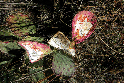 Cactus in Kanab Creek Canyon