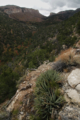Looking into Saddle Canyon
