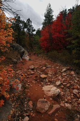 Fall colors in Saddle Canyon