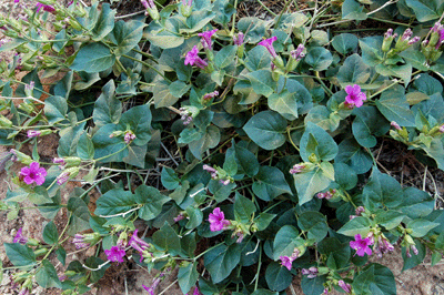 Flowering plant in Nankoweap Canyon