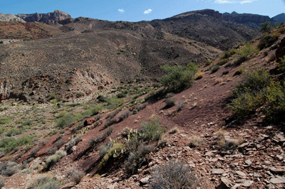 A game trail leads the way to Kwagunt Creek
