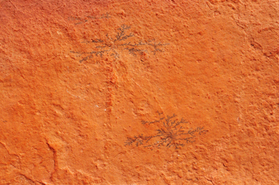Fossilized plants in the Supai along Nankoweap trail