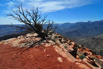 A craggy tree guards the departure point of Nankoweap trail from Tilted Mesa