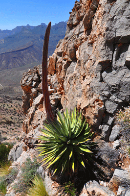 An agave stalk reaches for the sky in the Redwall along Nankoweap trail