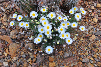 Flowers along the Butte Fault route