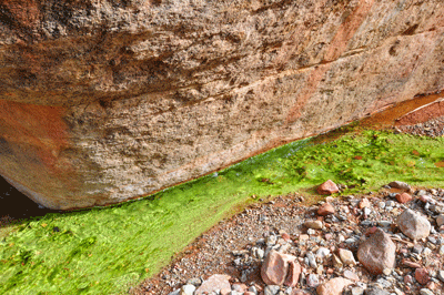 The green ribbon of Lava Creek