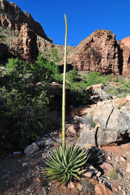 A freshly minted agave stalk in south Unkar