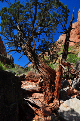 A lone tree stretches to reach the sun in Unkar Creek Canyon