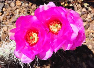 A trio of Hedgehog Cactus flowers