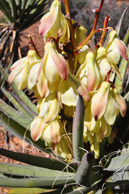 Flowering Banana Yucca plant