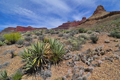A Yucca colony fluorishes below Angels Gate on the Tonto platform below Hawkins Butte